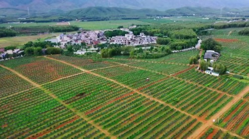 江门陈皮产业发展，路在何方？一一茶枝柑及陈皮企业家一席谈